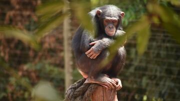 La bacteria Sarcina: responsable de la muerte de chimpanc¨¦s en ?frica Occidental