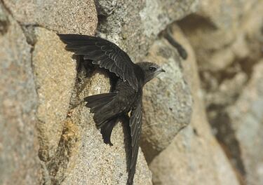 El increíble animal que puede pasar casi un año sin tocar el suelo: come, duerme e incluso copula en pleno vuelo