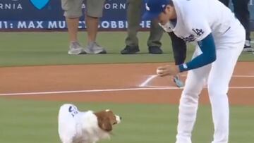 El tierno perro de Shohei Ohtani lanza primera bola y se vuelve viral