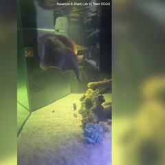 Disappointing video of Charlotte the pregnant virgin stingray