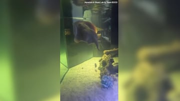 Still no baby Jesus stingray to speak of as the Aquarium & Shark Lab in North Carolina show video of virgin Charlotte swimming around with her big belly.