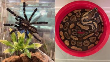 Deja el piso de su casero con 19 tar¨¢ntulas ilegales y una serpiente pit¨®n