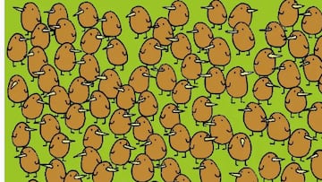 Reto visual: ¿Puedes encontrar los cuatro kiwis entre los pájaros?
