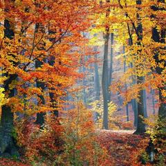 0 % plástico con Bioammo