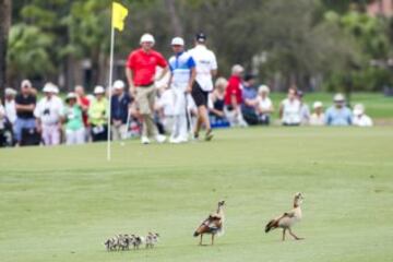 Un grupo de patos caminan delante de los golfistas, Russell Henley y Rickie Fowler durante la primera ronda del Honda Classic