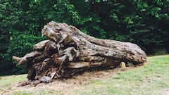 Encuentra un tubo metálico metido en un árbol y resulta ser una pieza histórica de 75.000 euros: “Fue totalmente inesperado”