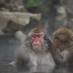 Alarma en una ciudad de Japón por el ataque de monos salvajes