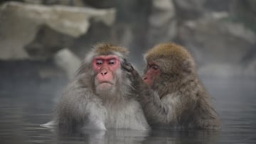 Alarma en una ciudad de Japón por el ataque de monos salvajes