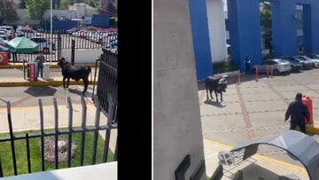 Video: Toro invade las instalaciones de La Salle Pedregal