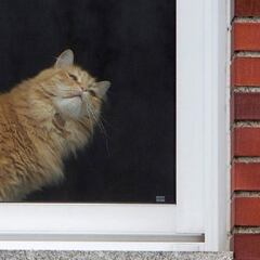 ¿Qué edad tiene mi gato? Cómo calcular según la raza y los años que tiene mi mascota