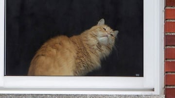 ¿Qué edad tiene mi gato? Cómo calcular según la raza y los años que tiene mi mascota