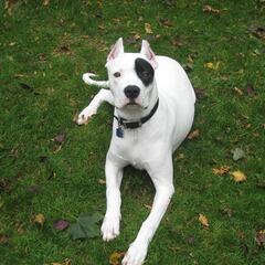 Sufre graves mordeduras después de ser atacado por sus propios perros en Valencia