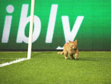 La Champions League tampoco se ha quedado exenta de la aparición de animales en sus eventos. En los octavos de final de la temporada 2017-2018 entre Besiktas y Bayern Munich un gato se metió a la cancha del Arena de Estambul. La UEFA tomó cartas en el asunto ya que lo calificó como una "organización insuficiente" y sancionó al equipo con unos 40 mil dólares.