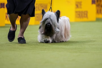 Archer (Skie Terrier) compite durante el Campeonato Masters Agility de la 149? Exposicin Canina Anual del Westminster Kennel Club en el Centro de Convenciones Jacob Javits en la ciudad de Nueva York.