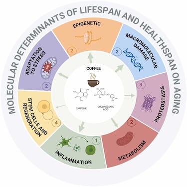 The secret to living better and longer: Study finds exact dose of coffee that adds years and aids in “healthy aging”