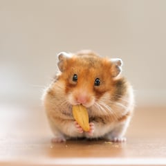 Muere una mujer en Villarreal tras ser mordida por un hámster