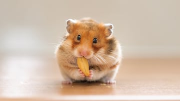 Muere una mujer en Villarreal tras ser mordida por un hámster