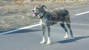 perro encontrado