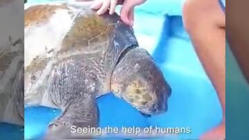 Viral: Tiburón lleva a tortuga a una lancha para que la auxilien, se estaba asfixiando