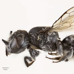 Abeja Lucifer: científicos descubren nueva criatura con cuernos diabólicos en Australia