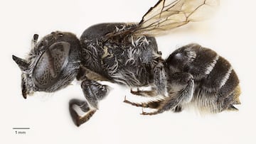 Australia tiene una nueva y espeluznante criatura: la abeja Lucifer. Científicos la descubrieron mientras estudiaban una flor silvestre. Estas son sus características.