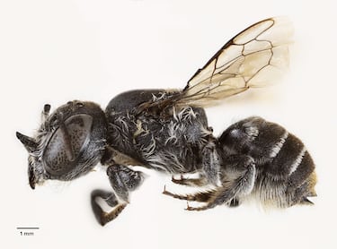 Lucifer Bee: Scientists discover new creature with devilish horns in Australia