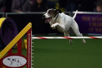 Westminster Kennel Club Masters Campeonato de Agility