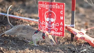 In Cambodia, the country with the most landmines in the world, a giant rat named Ronin is just five years old but an expert at saving lives.