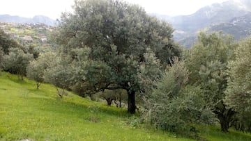 Otro pa¨ªs de la cuenca del Mediterr¨¢neo que se encuentra entre los mayores productores de aceite de oliva del mundo. La cantidad de cosecha var¨ªa en funci¨®n de la sequ¨ªa. Su media se sit¨²a en las 60.000 toneladas al a?o y para la presente campa?a se esperan conseguir unas 93.000 toneladas. En la foto, los olivares de la regi¨®n monta?osa de Cabilia, en Tizi Ouzou.