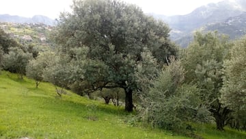 Otro país de la cuenca del Mediterráneo que se encuentra entre los mayores productores de aceite de oliva del mundo. La cantidad de cosecha varía en función de la sequía. Su media se sitúa en las 60.000 toneladas al año y para la presente campaña se esperan conseguir unas 93.000 toneladas. En la foto, los olivares de la región montañosa de Cabilia, en Tizi Ouzou. 