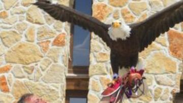 <b>MAJESTUOSA. </b>Juan Bernabé posa para AS con Victoria, águila que voló en el Estadio Da Luz desde 2003 hasta 2010.