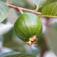 La deliciosa fruta tropical que ayuda a aumentar la masa muscular y está llena de proteínas