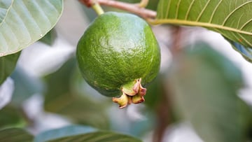 La deliciosa fruta tropical que ayuda a aumentar la masa muscular y está llena de proteínas