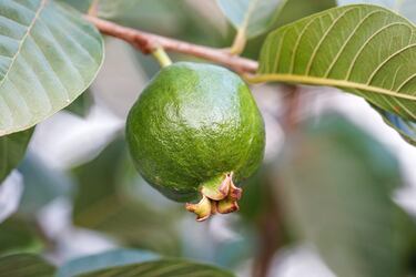 Tiene más vitamina C que la naranja y es vital para evitar el colesterol: la preciada fruta mexicana
