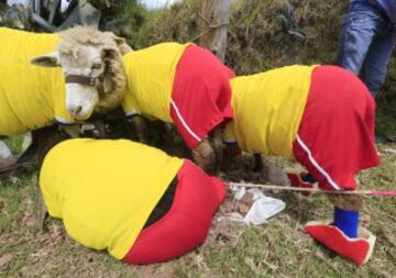 Las ovejas van al Mundial