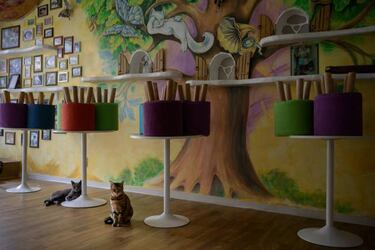 Coronavirus: Can pets get infected with COVID-19?