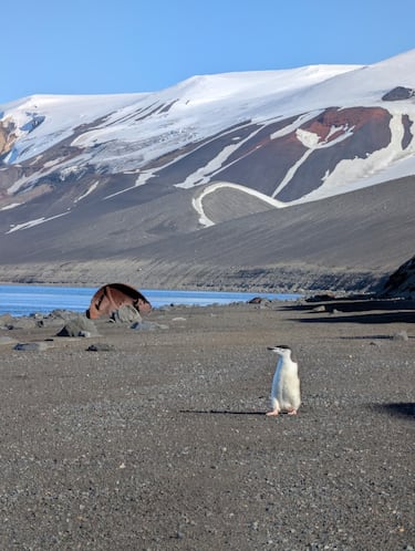 Miguel Ángel Peláez, veterinario del Ejército en la Antártida: “Los pingüinos tienen un estoicismo tremendo”