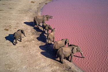 Zimbabue, Matabeleland Norte, Parque Nacional Hwange, elefantes africanos salvajes en un punto de agua.