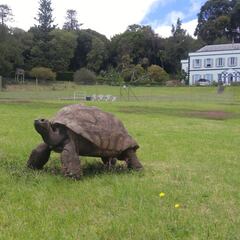 La tortuga más vieja del mundo: dónde vive y cuántos años tiene