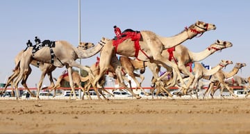 Un grupo de camellos participa en una carrera en la aldea de Al Marmoom de Dubai, en los Emiratos Árabes Unidos. Algo de lo más habitual en los países del Golfo. Lo que ya no resulta tan normal es que los jinetes que dirigen a los cuadrúpedos son robots humanoides que sustituyen a los niños para poner fin al trabajo infantil en las carreras.