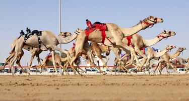 Un grupo de camellos participa en una carrera en la aldea de Al Marmoom de Dubai, en los Emiratos Árabes Unidos. Algo de lo más habitual en los países del Golfo. Lo que ya no resulta tan normal es que los jinetes que dirigen a los cuadrúpedos son robots humanoides que sustituyen a los niños para poner fin al trabajo infantil en las carreras.
