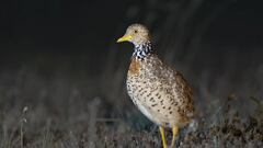 AI finds rare bird missing for more than 30 years: “This is a monumental discovery”