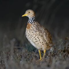 AI finds rare bird missing for more than 30 years: “This is a monumental discovery”