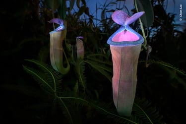 Chien Lee utilizó una linterna UV para revelar la coloración de una planta carnívora que atrae insectos en esta imagen, la cual ganó la categoría de 'Plantas y Hongos'.