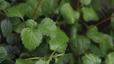 Esta es la planta que no puede faltar en casa si se quiere atraer el dinero, según el Feng Shui
