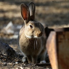 Condominio de Las Condes se transforma en la atracción del verano en Santiago: plaga de 200 conejos