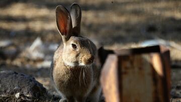 Condominio de Las Condes se transforma en la atracción del verano en Santiago: plaga de 200 conejos