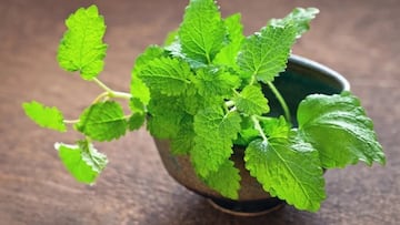 Ni la hierbabuena, ni la menta: esta es la planta que limpia el hígado y previene la cirrosis