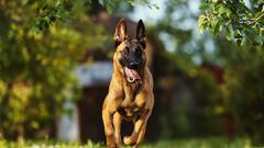 Un estudio desvela las razas de perros más inteligentes