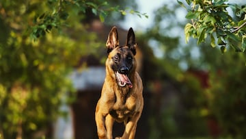 El Malinois es una de las razas más exigentes para los dueños. Posee un carácter con tendencia protectora lo que, si se fomenta desde joven, este instinto podría aparecer en situaciones no deseadas. El pastor belga tiene cuatro variedades: laekenois, tervueren, groenendael y malinois, que llevan el nombre de las zonas de Bélgica de donde provienen.